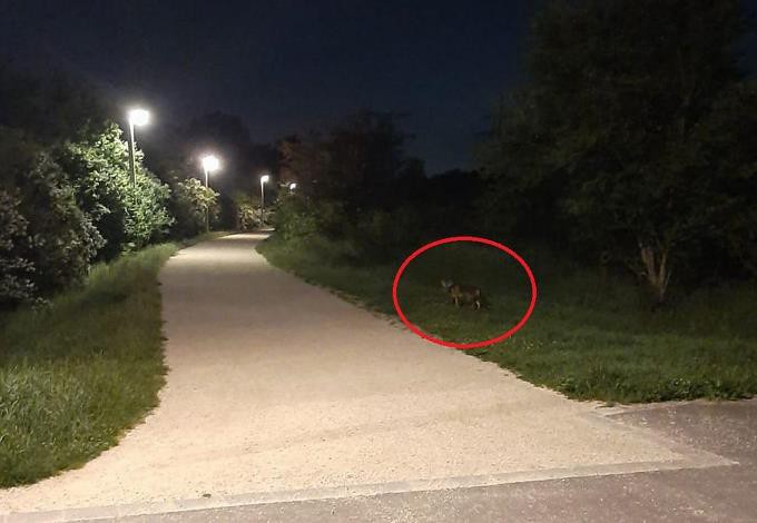 Foto: Manfred Schininger/naturbeobachtung.at Rotfuchs in der Nacht beobachtet