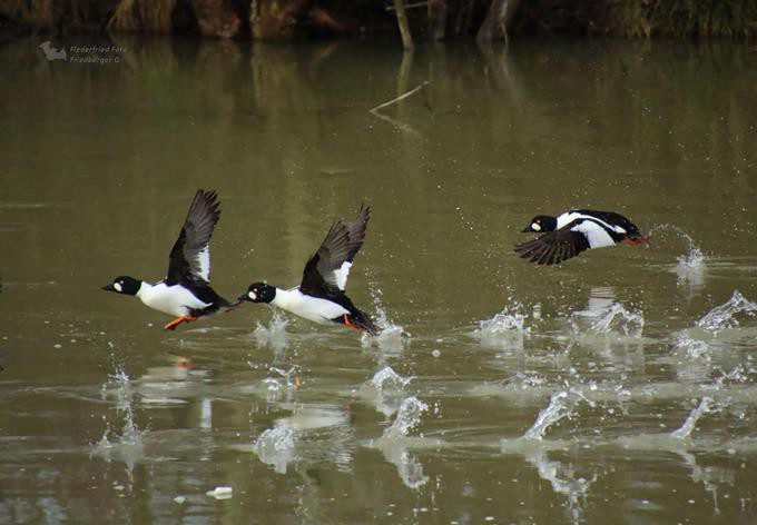 Foto: Gerhard F./naturbeobachtung.at Schellenten im Flug