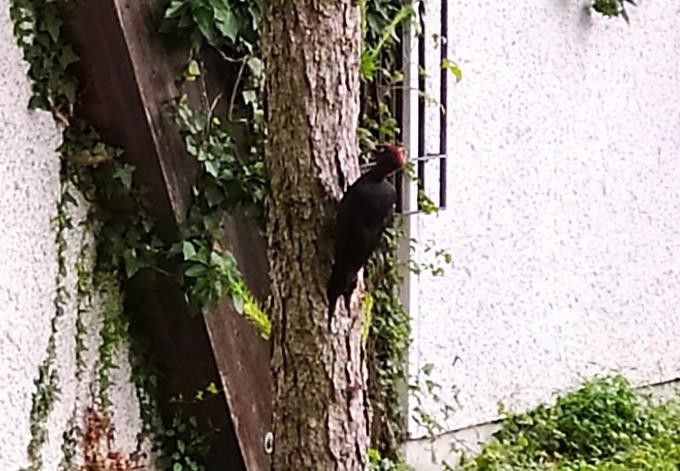 Foto: Roman Ganglmair/naturbeobachtung.at Schwarzspecht