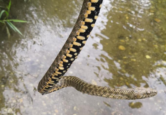 Foto: Fabian Krenn/naturbeobachtung.at Würfelnatter