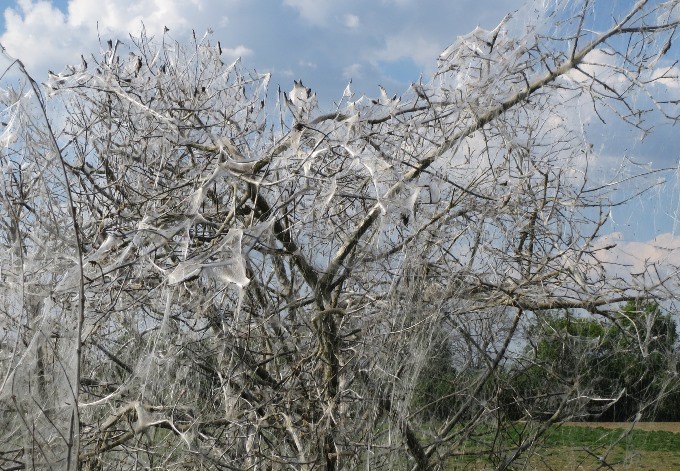 Foto: WikimediaImages/pixabay Weiße Gespinste der Pfaffenhütchen-Gespinstmotte