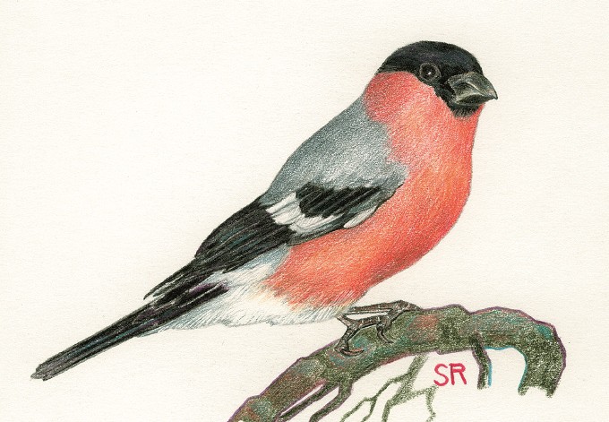 Zeichnung: Rudolf Schauberger Gimpel