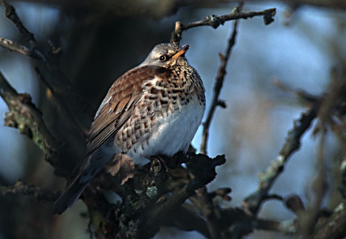 Foto: Land OÖ/Josef Limberger Wacholderdrossel