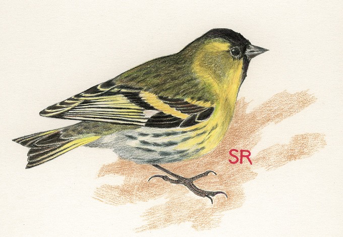 Zeichnung: Rudolf Schauberger Erlenzeisig