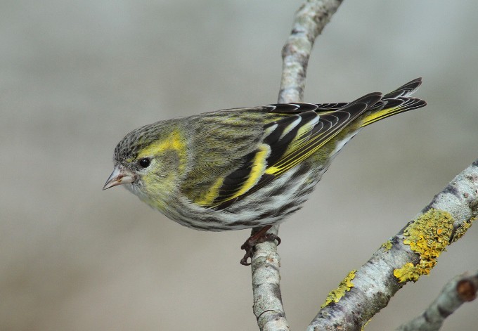Foto: Josef Limberger Erlenzeisig-Männchen