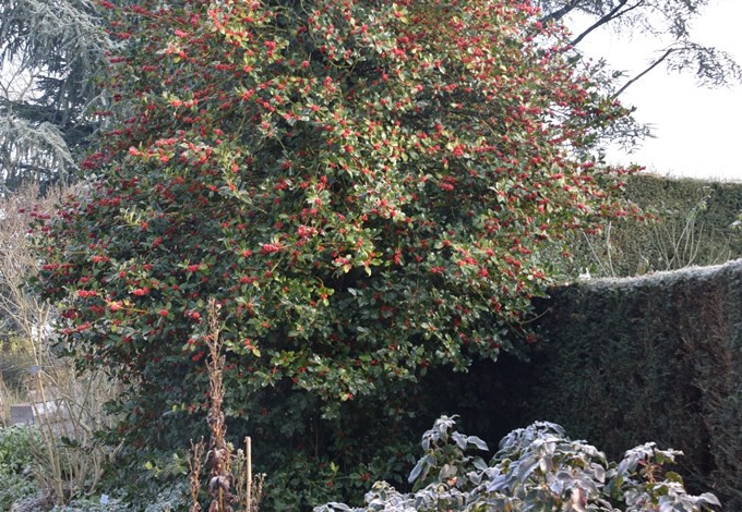 Foto: Gudrun Fuß Stechpalme im Botanischen Garten