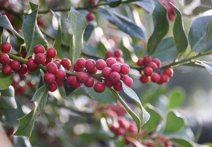 Foto: Gudrun Fuß Früchte der Stechpalme