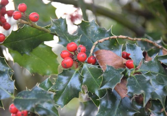 Die Stechpalme grünt nicht nur zur Sommerszeit | Botanischer Garten Linz