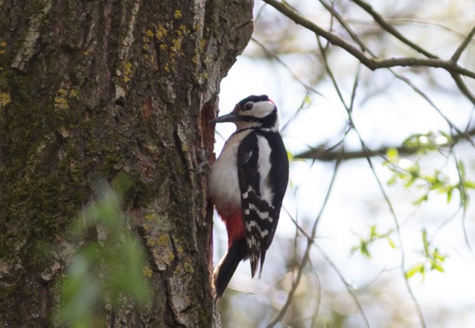 Foto: Gerhard Pirngruber Buntspecht