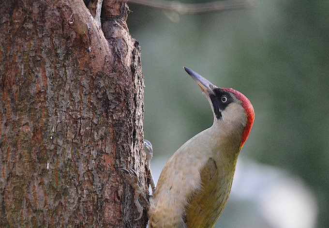 Foto: Jan Holler/pixabay Grünspecht