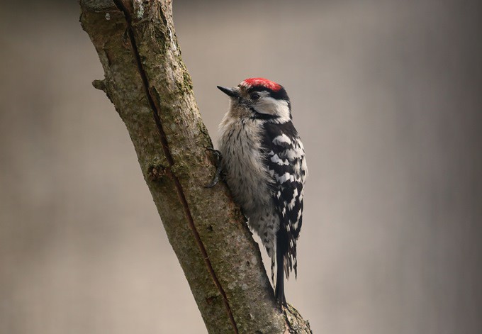 Foto: Kurt Bouda/pixabay Kleinspecht