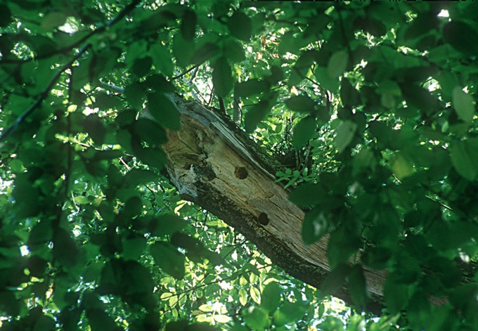 Foto: Josef Limberger Höhlen im Laubbaum