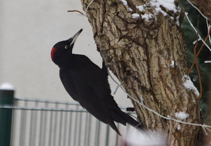 Foto: Gudrun Fuß Schwarzspecht