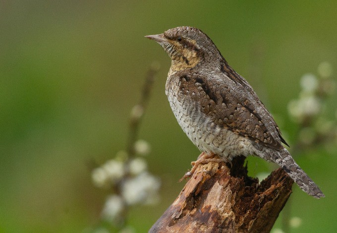 Foto: Luca Cagnasso/pixabay Wendehals