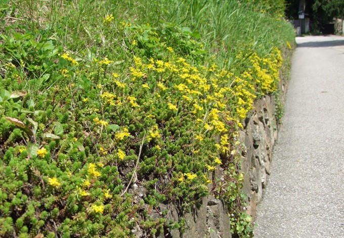 Gelb blühender Mauerbewuchs