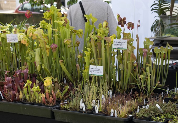 Foto: Gerhard Pirngruber Pflanzen am Verkaufsstand.