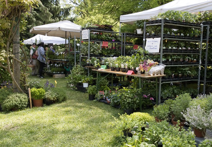 Foto: Gerhard Pirngruber Angebot von verschiedenen Gemüse- und Blütenpflanzen