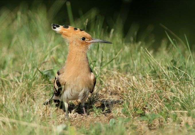 Foto: Josef Limberger Der Wiedehof ist ein orangefarbener Vogel mit auffälligen Kopffedern und gestreiften Schwingen.