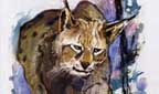 Titelbild: Eurasischer Luchs